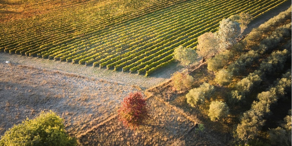 zczly20260409165127.png 澳大利亚秋季时令正当时,邂逅特色节庆与多元风味4.png