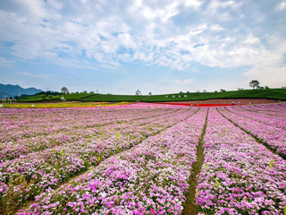 独家“赏花秘笈”大放送，这样在家就能嗅花香？