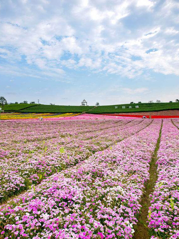 独家“赏花秘笈”大放送，这样在家就能嗅花香？