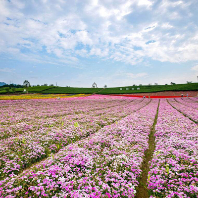 独家“赏花秘笈”大放送，这样在家就能嗅花香？